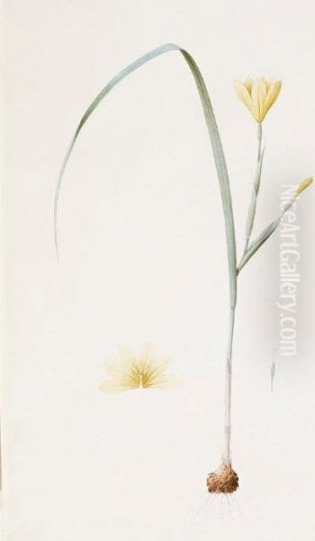 Sisyrinchium Collinum by Pierre-Joseph Redoute