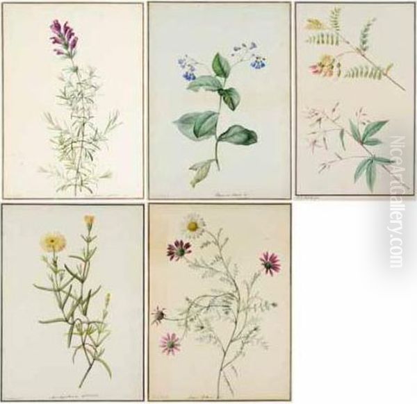 A Group Of 5 Original Watercolour Drawings Of Plants. French, Late-eighteenth Century Oil Painting by Pierre-Joseph Redoute