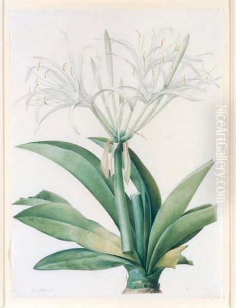 A Caribbean New World Pancratius Lily ( Oil Painting by Pierre-Joseph Redoute