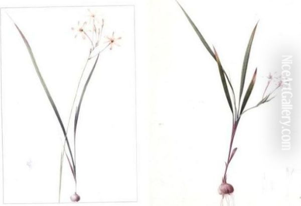 Gladiolus Inclinatus And Ixia Longifora: A Pair Of Drawings Oil Painting by Pierre-Joseph Redoute