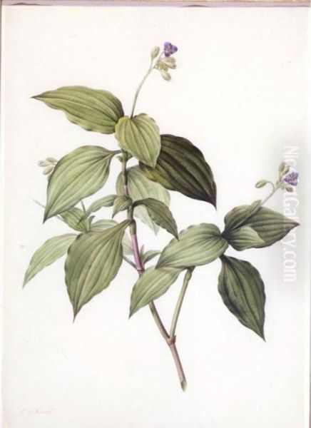 Tradescantia Erecta Oil Painting by Pierre-Joseph Redoute