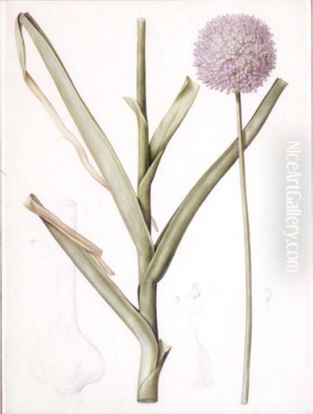 Allium Ampeloprasum Oil Painting by Pierre-Joseph Redoute