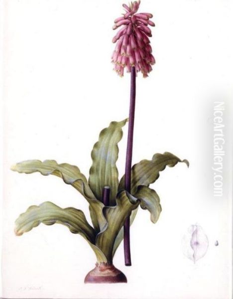 Veltheimia Capensis Oil Painting by Pierre-Joseph Redoute