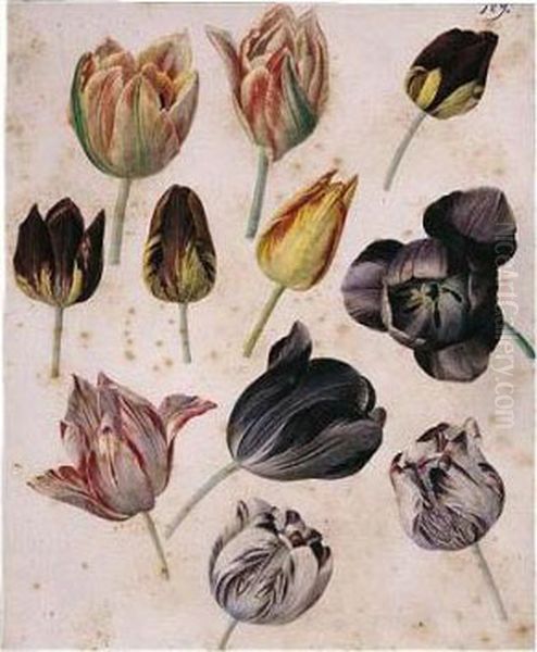 Study Of Eleven Tulips Oil Painting by Pierre-Joseph Redoute