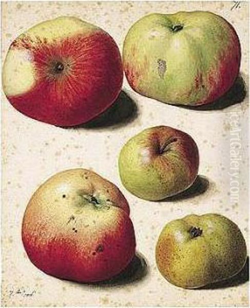 Five Apples Oil Painting by Pierre-Joseph Redoute