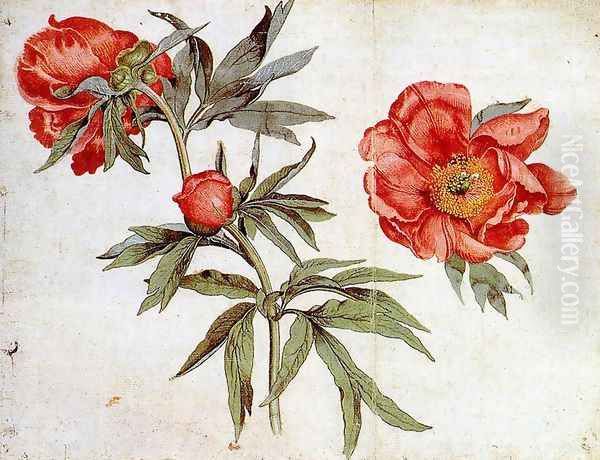 Study of Peonies c. 1472 Oil Painting by Martin Schongauer