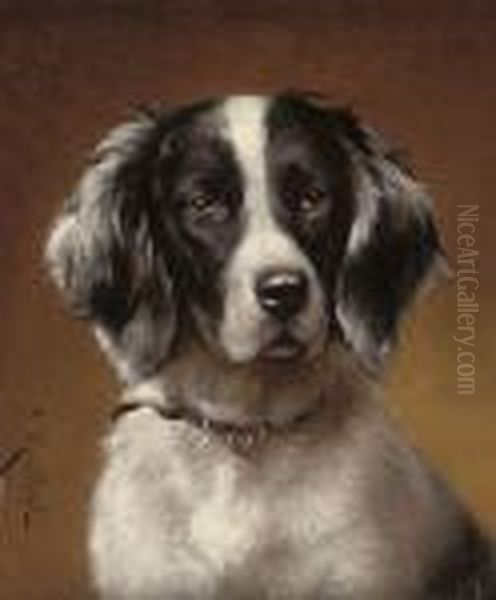 Study Of A Spaniel Oil Painting by Carl Reichert