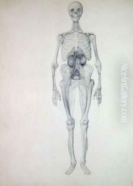 Study of the Human Figure, Anterior View, Final Stage of Dissection, from A Comparative Anatomical Exposition of the Structure of the Human Body with that of a Tiger and a Common Fowl, c.1795-1806 Oil Painting by George Stubbs