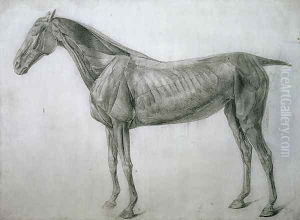 The Study of Muscles Ecorche Drawing Seen from the Flank, from the 13th Anatomical Table, from the Anatomy of the Horse, 1766 Oil Painting by George Stubbs