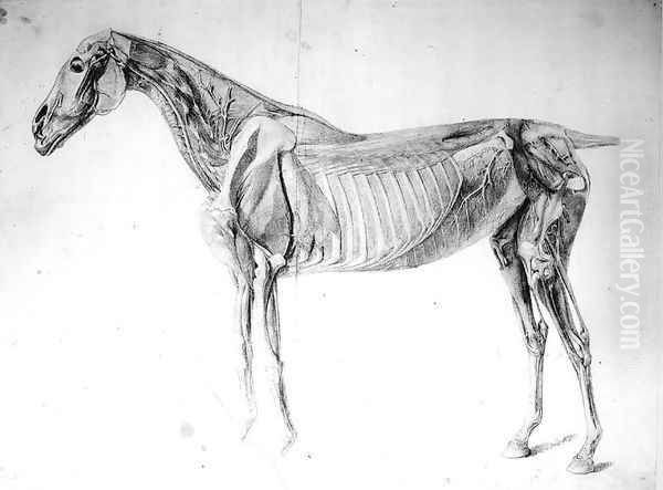 Diagram from The Anatomy of the Horse Oil Painting by George Stubbs