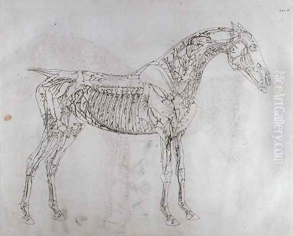 Illustration from The Anatomy of the Horse, including a particular description of the bones, cartilages, muscles...in eighteen tables, printed by J. Purser, 1766 Oil Painting by George Stubbs