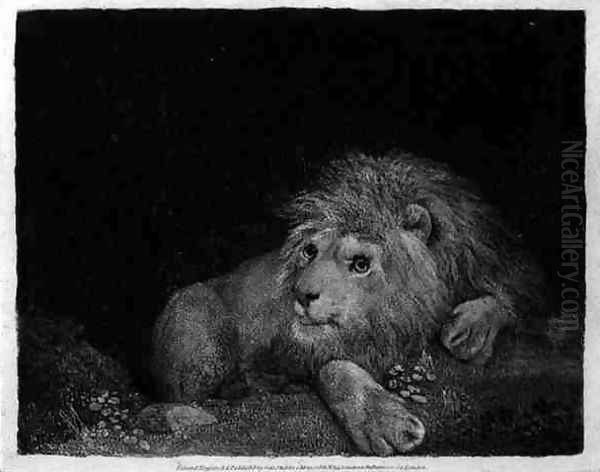 A Lion A Recumbent Lion engraved by the artist, pub. 1788 Oil Painting by George Stubbs