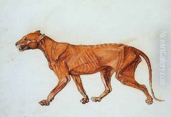 Tiger, Lateral View, Skin Removed, from A Comparative Anatomical Exposition of the Structure of the Human Body with that of a Tiger and a Common Fowl Oil Painting by George Stubbs