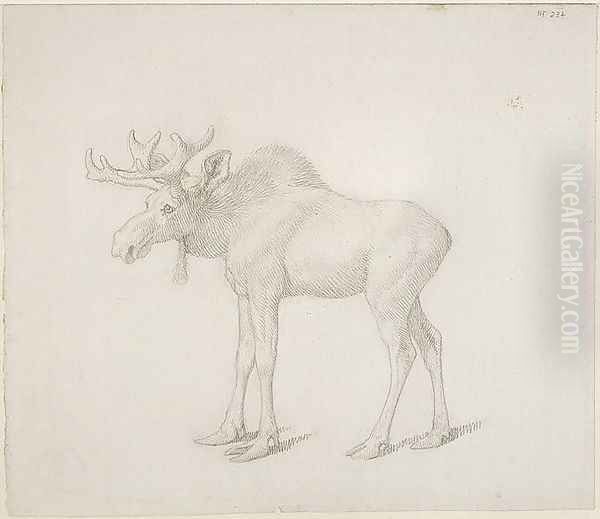 Drawing of Duke of Richmonds Second Bull Moose Oil Painting by George Stubbs