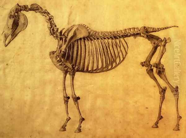 Finished Study for the First Skeletal Table of a Horse, c. 1766 Oil Painting by George Stubbs