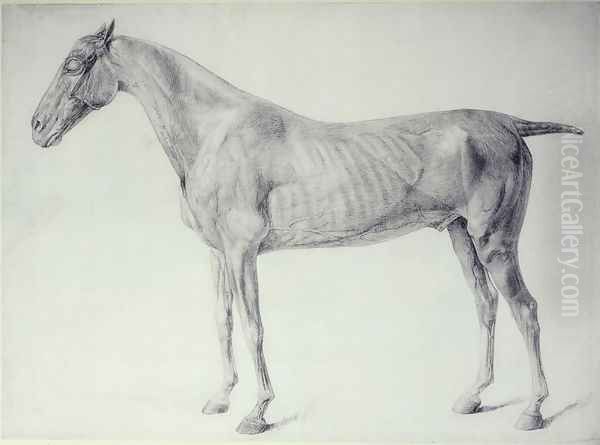 Diagram from The Anatomy of the Horse 2 Oil Painting by George Stubbs