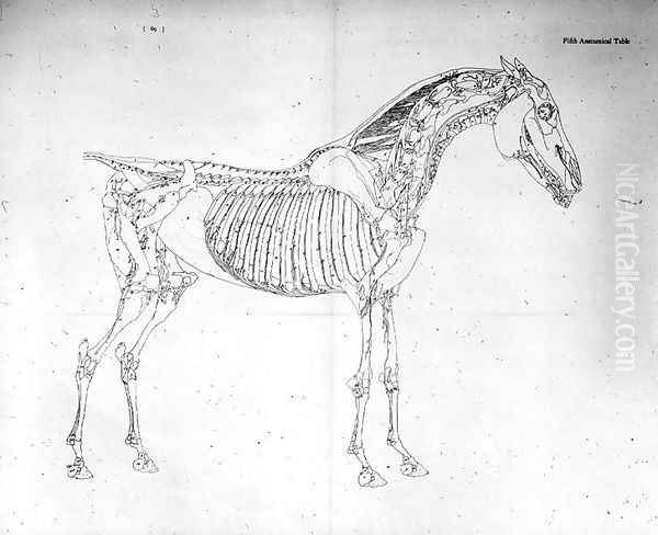 Fifth Anatomical Table, from The Anatomy of the Horse Oil Painting by George Stubbs