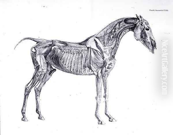 Fourth Anatomical Table, from The Anatomy of the Horse 2 Oil Painting by George Stubbs