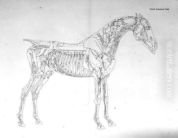 Fourth Anatomical Table, from The Anatomy of the Horse Oil Painting by George Stubbs