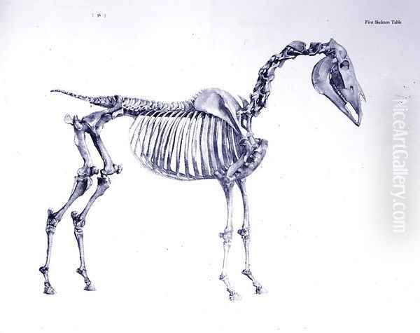 First Skeleton Table, from The Anatomy of the Horse 2 Oil Painting by George Stubbs