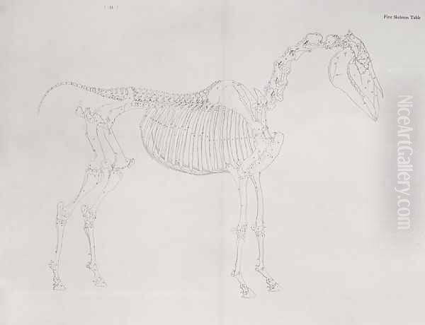 First Skeleton Table, from The Anatomy of the Horse Oil Painting by George Stubbs