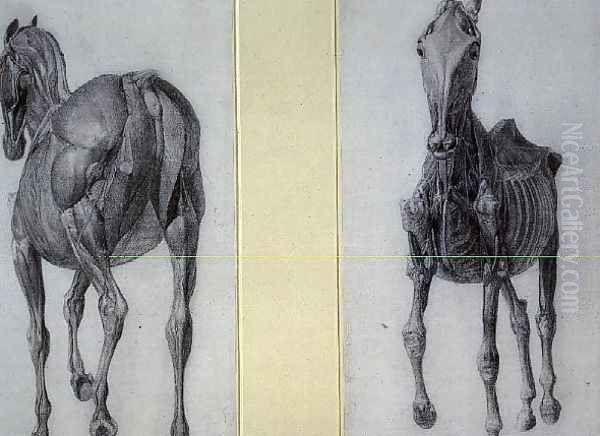 The Study of Muscles Frontal and Rear Views, from the 13th Anatomical Table, from the Anatomy of the Horse, 1766 Oil Painting by George Stubbs