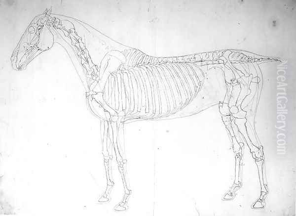 Anatomical study of a horse 3 Oil Painting by George Stubbs