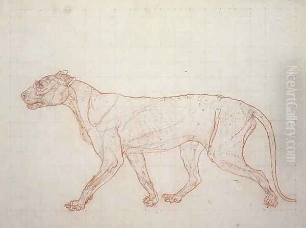 Tiger, lateral view, skin removed, illustration from A Comparative Anatomical Exposition of the Structure of the Human Body with that of a Tiger and a Common Fowl, 1795-1806 Oil Painting by George Stubbs