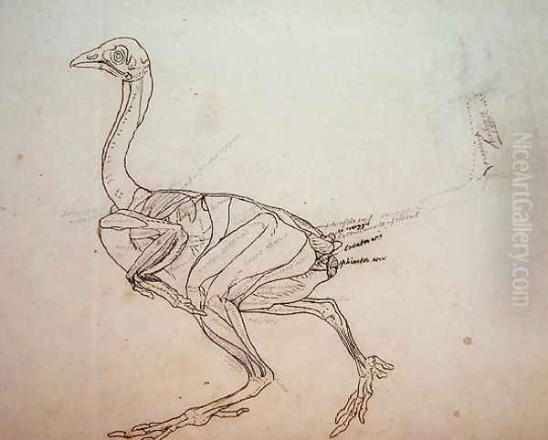 Dorking Hen Body, Lateral View, from A Comparative Anatomical Exposition of the Structure of the Human Body with that of a Tiger and a Common Fowl, 1795-1806 2 Oil Painting by George Stubbs