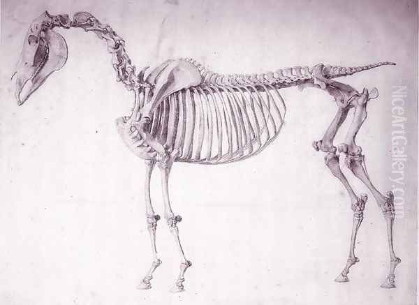 Fifth Anatomical Table, from The Anatomy of the Horse 3 Oil Painting by George Stubbs