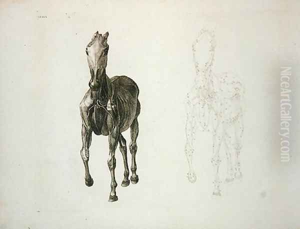 Tab. VIII, from The Anatomy of the Horse... 1766 Oil Painting by George Stubbs