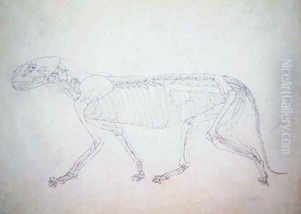 Study of a Tiger, Lateral View, Abdominal Viscera Exposed, from A Comparative Anatomical Exposition of the Structure of the Human Body with that of a Tiger and a Common Fowl, c.1795-1806 Oil Painting by George Stubbs