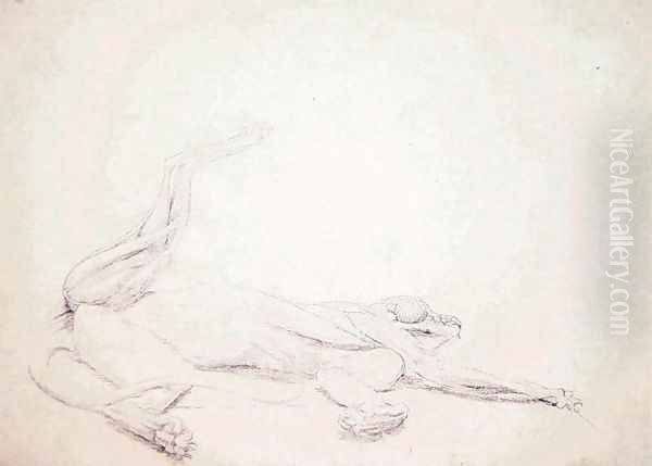 Study of a Tiger, Recumbent, Viewed Ventrally, from A Comparative Anatomical Exposition of the Structure of the Human Body with that of a Tiger and a Common Fowl, 1795-1806 Oil Painting by George Stubbs