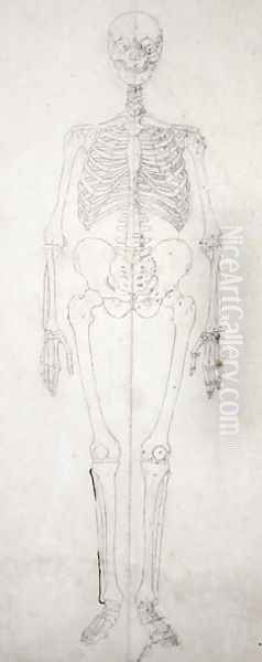 Study of the Human Figure, Anterior View, from A Comparative Anatomical Exposition of the Structure of the Human Body with that of a Tiger and a Common Fowl, c.1795-1806 Oil Painting by George Stubbs