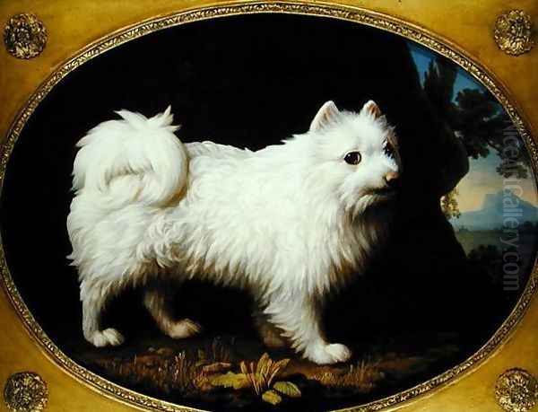 A White Spitz, c.1770 Oil Painting by George Stubbs