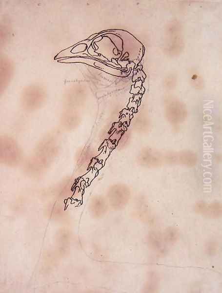 Study of a Fowl Head and Neck, Lateral View, from A Comparative Anatomical Exposition of the Structure of the Human Body with that of a Tiger and a Common Fowl, 1795-1806 Oil Painting by George Stubbs