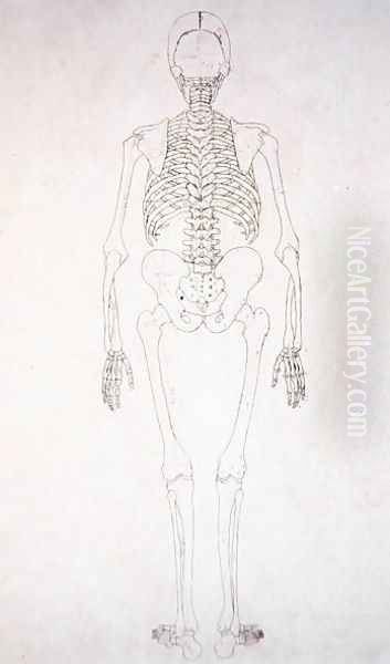 Study of the Human Figure, Posterior View, from A Comparative Anatomical Exposition of the Structure of the Human Body with that of a Tiger and a Common Fowl, c.1795-1806 Oil Painting by George Stubbs