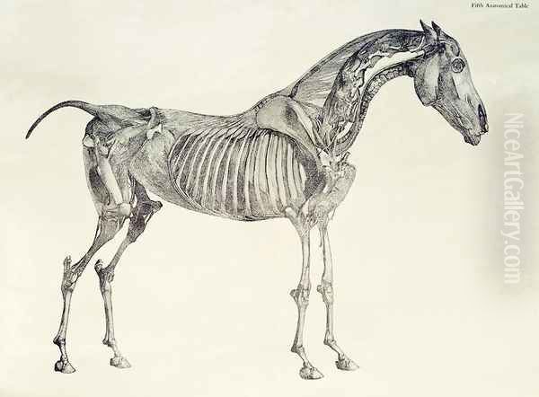 Fifth Anatomical Table, from The Anatomy of the Horse 2 Oil Painting by George Stubbs