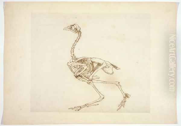 Dorking Hen Skeleton, Lateral View, from A Comparative Anatomical Exposition of the Structure of the Human Body with that of a Tiger and a Common Fowl, 1795-1806 Oil Painting by George Stubbs