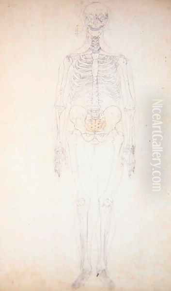 Study of the Human Figure, Anterior View, Diagram for Key to Table I, from 'A Comparative Anatomical Exposition of the Structure of the Human Body with that of a Tiger and a Common Fowl', c.1795-1806 Oil Painting by George Stubbs