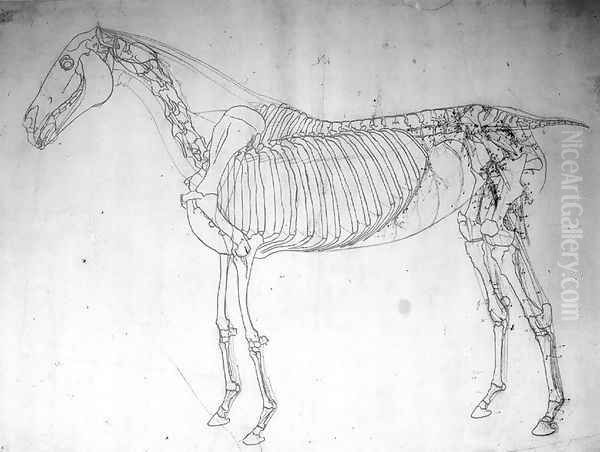 Anatomical study of a horse 2 Oil Painting by George Stubbs