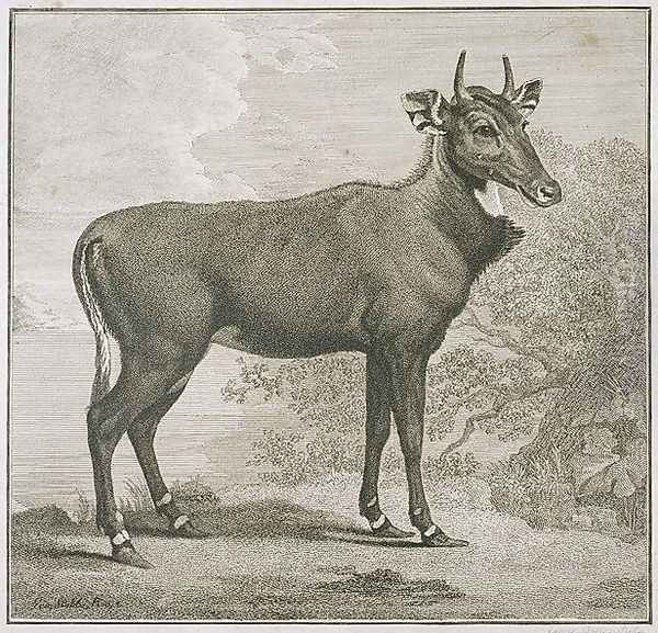 raved by James BasPlate of the Nyl-ghan, engire 1730-1802 Oil Painting by George Stubbs