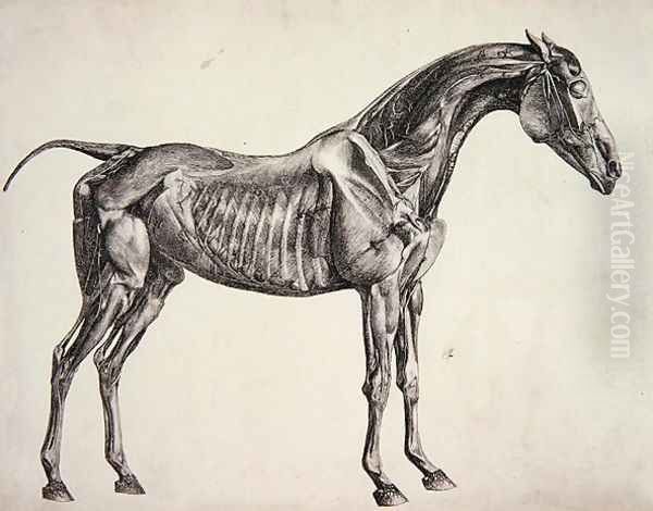 Plate from The Anatomy of the Horse, c.1766 3 Oil Painting by George Stubbs