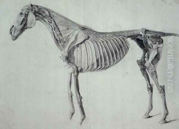 Finished Study for the Fifth Anatomical Table of a Horse Oil Painting by George Stubbs