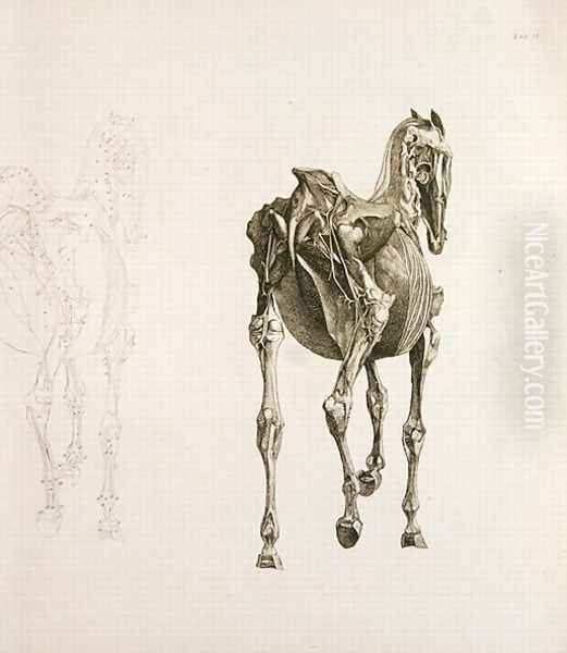 Tab. XV, from The Anatomy of the Horse..., 1766 Oil Painting by George Stubbs