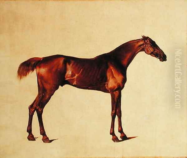 Rufus Oil Painting by George Stubbs