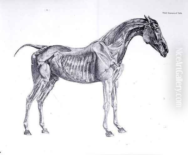 Third Anatomical Table, from The Anatomy of the Horse Oil Painting by George Stubbs