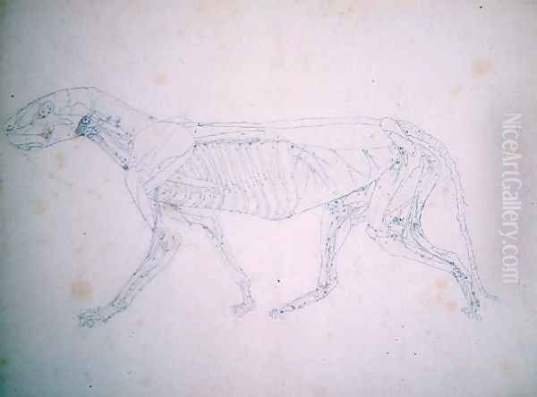 Study of a Tiger, Lateral View, from A Comparative Anatomical Exposition of the Structure of the Human Body with that of a Tiger and a Common Fowl, c.1795-1806 Oil Painting by George Stubbs