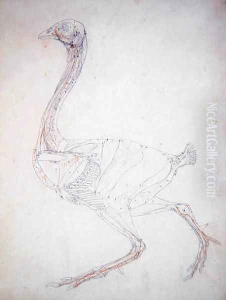 Study of a Fowl, Lateral View, Diagram for Key to Table XV, from A Comparative Anatomical Exposition of the Structure of the Human Body with that of a Tiger and a Common Fowl, 1795-1806 Oil Painting by George Stubbs