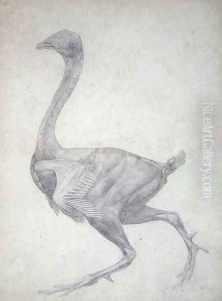 Study of a Fowl, Lateral View, with skin and underlying fascial layers removed, from A Comparative Anatomical Exposition of the Structure of the Human Body with that of a Tiger and a Common Fowl, 1795-1806 Oil Painting by George Stubbs